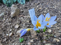 /album/rarity-a-novinky-2026-predjari/crocus-abantensis2-jpg/